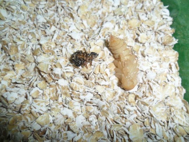 Mudança de larva para besouro