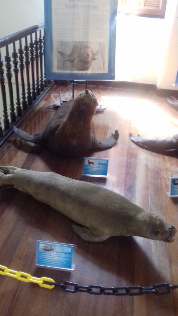 Animais taxidermizados, museu de pesca, Santos, SP