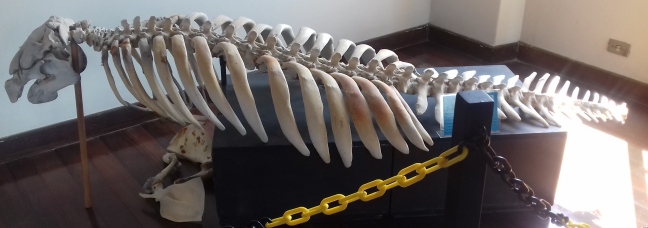 Esqueleto de peixe-boi, museu de pesca de Santos, SP