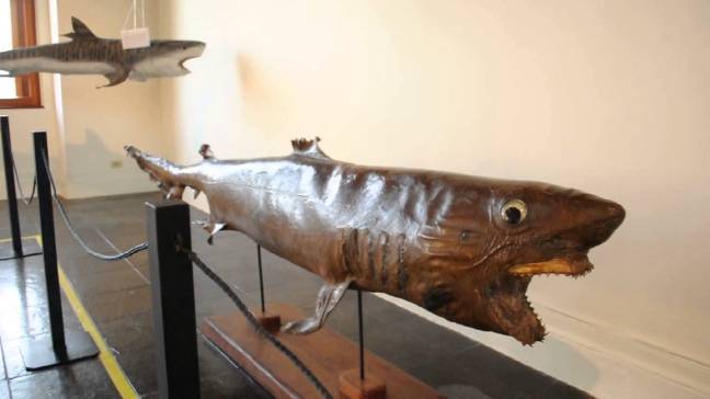 Tubarão taxidermizado, museu de pesca, Santos, SP