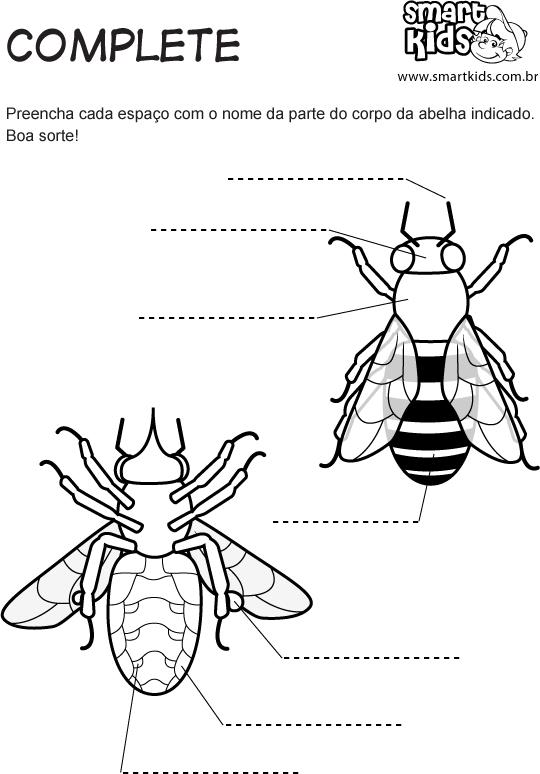 Sequência didática sobre abelhas e extração de mel. Anos iniciais, ensino fundamental
