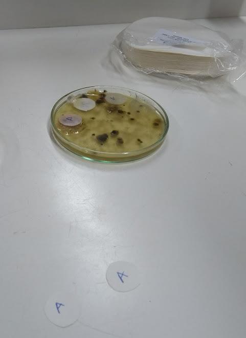 Experiência em sala de aula microrganismos vírus fungos bactérias meio de cultura anos iniciais ensino fundamental ensino de ciências