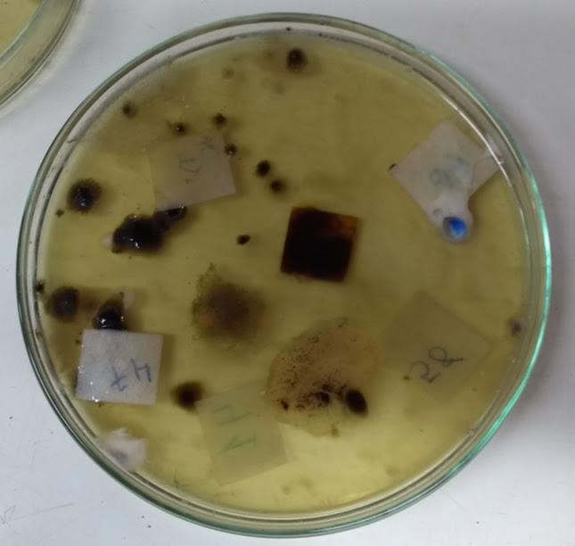 Experiência em sala de aula microrganismos vírus fungos bactérias meio de cultura anos iniciais ensino fundamental ensino de ciências